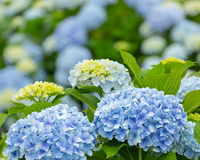 symbol_flower.png