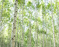symbol_tree.png